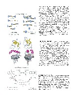 Bhagavan Medical Biochemistry 2001, page 1063